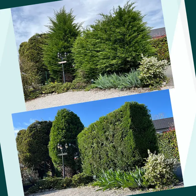 Taille de haie avant et après, entretien de jardin à Annecy